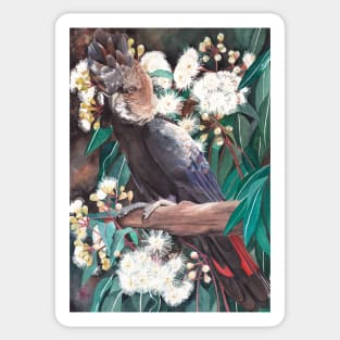 Black Cockatoo on Marri Tree Sticker